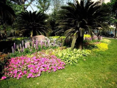 园林绿化中的美丽色彩：20种常见的露地花卉