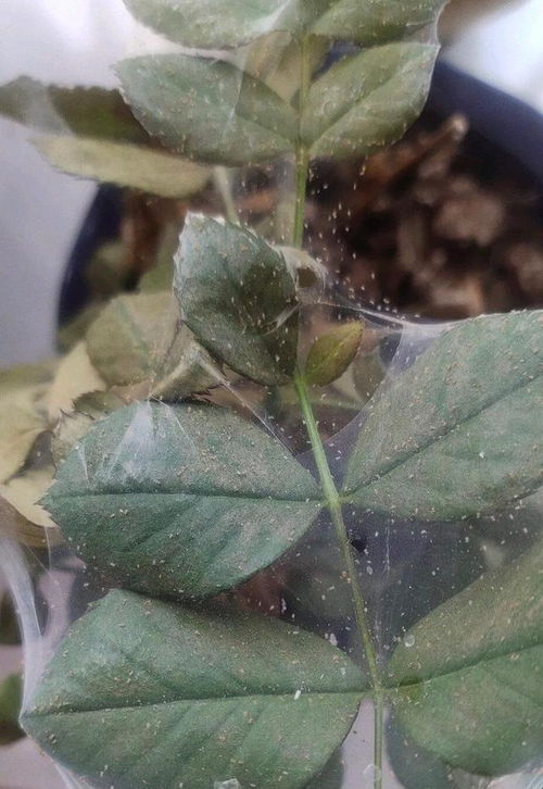 花卉红蜘蛛：家里的绿色噩梦