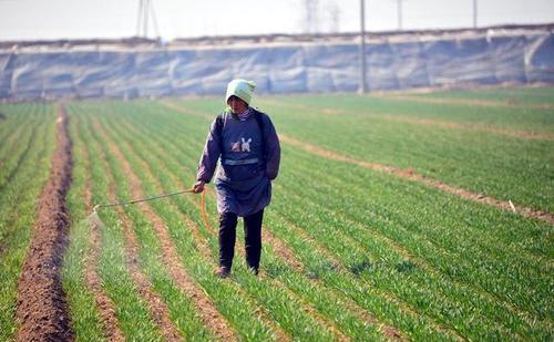 禾本科杂草除草剂：多种选择， kan你的需求