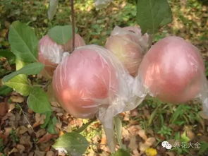 冬桃套袋前，农药使用大揭秘！