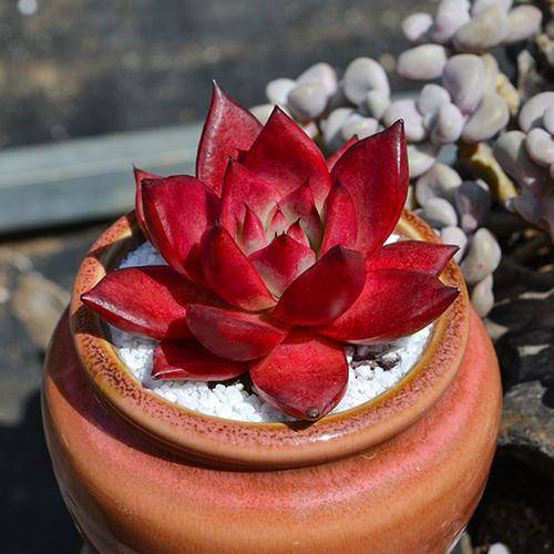 相府莲：大型多肉的鼻祖