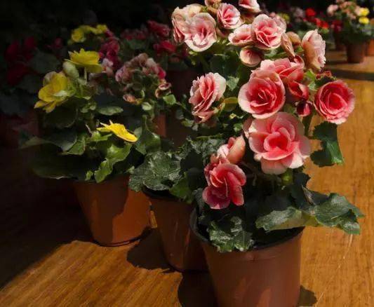 花卉养护的要点与技巧