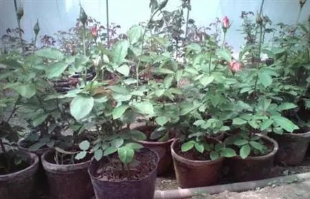 一、 月季枯黄原因大揭秘