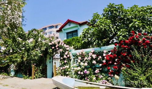 夏日花园， 花香四溢