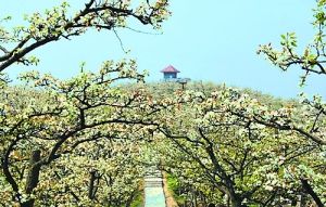 夜兰花种植时需要注意哪些技巧，才能保证其健康生长和开花