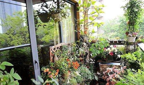 小区绿化带种啥花成活率高？北方干燥地区来一波！