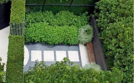 发财树：净化空气， 适合庭院摆放