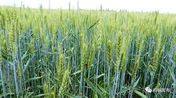 喷农药的果子为何熟得快？揭秘果实催熟的秘密