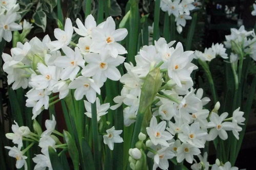 水仙花养护技巧中，如何根据水仙花栽培方法指南正确选择种植土壤和浇水频率