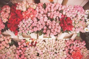 粉玫瑰的神奇魅力