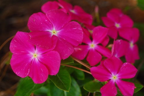 报春花别名盘点，揭秘多种美名花！