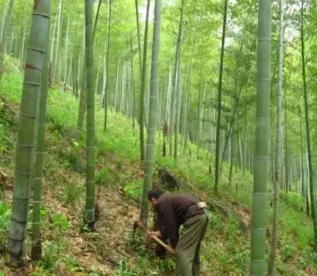 “吊竹梅增绿秘籍，快速变绿技巧大公开！”