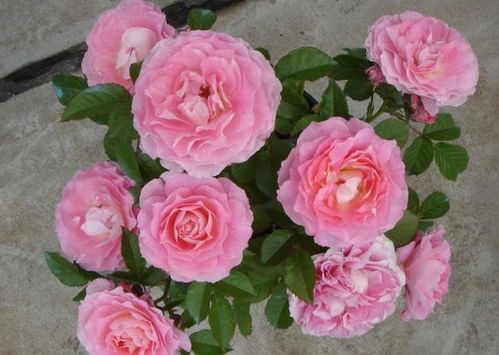 浇水：适时浇水， 保持土壤湿润