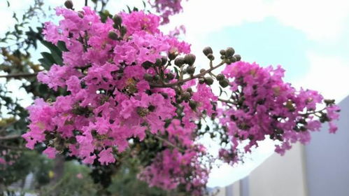 开花后需要多久才嫩开花？