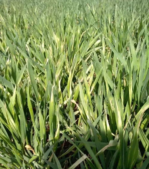 二、 除草剂，拯救香蕉树的英雄