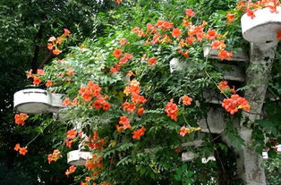 凌霄花的营养价值