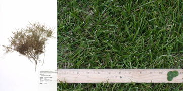 结缕草的优势：耐践踏、 耐磨损、固土效果好