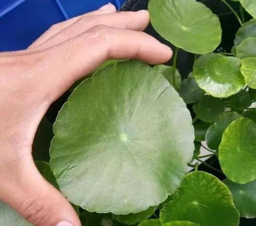 如何让植物快速长叶？效果惊人吗