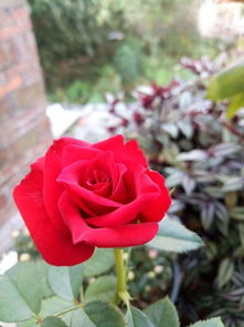 一、选择合适的花盆