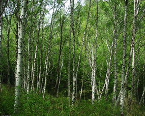 96树的价格探秘：一棵96树值多少钱？