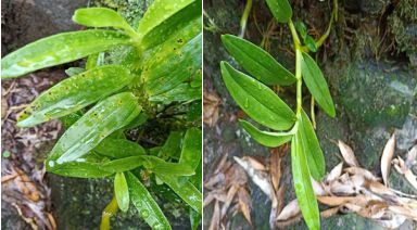 不用农药灭虫， 这样Zuogeng平安