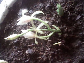 认识花白色马蹄形草本多年生植物：一场视觉与知识的盛宴