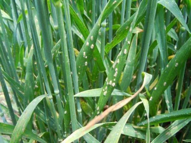 防范病害，药剂拌种是关键