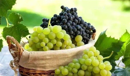 狮兔恋爱日常 #王一博肖战 #我的多肉植物.