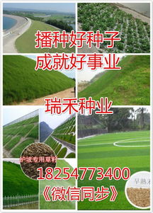 果岭草种子：发芽和成坪时间