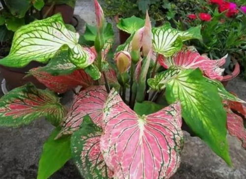 彩叶芋：叶子美得像花一样