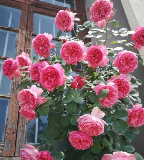 藤本月季的多样造型展示