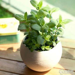 薄荷属于哪种植物分类？它的特征有哪些