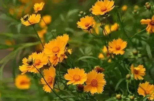 提高金鸡菊种子发芽率的方法