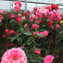 树月季花苗的价格迷局