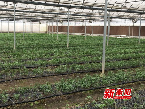 土法育苗，秘诀分享