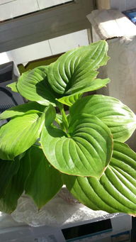 玉簪：夜间释放荧光素， 打造“发光花境”网红打卡点