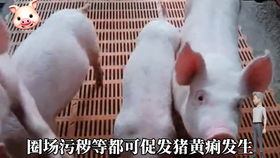 如何用地美硝唑配伍方案治疗猪腹泻、胀气和产后炎症？