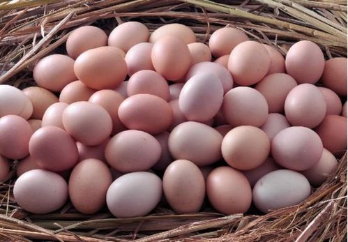 鸡蛋中的除草剂残留问题：揭秘真相