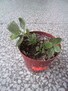 浇水，这可是个技术活儿