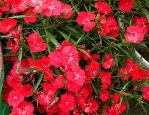 ⑨ 红色花卉市场新趋势