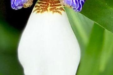 三、 巴西鸢尾花的病虫害防治