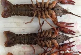 新手必看：小虾养殖全攻略！轻松养虾技巧大公开