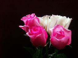 剪枝条后去掉多余叶片，减少水分蒸发，利于活。