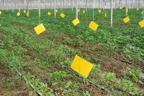 科学除草， 和谐共生