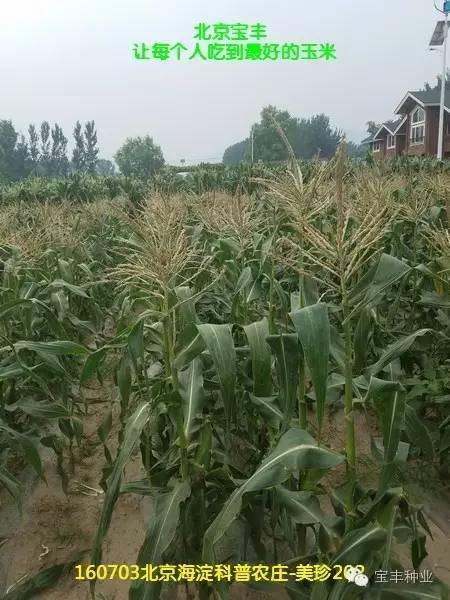 不同蔬菜对除草剂敏感度不同， 使用要小心