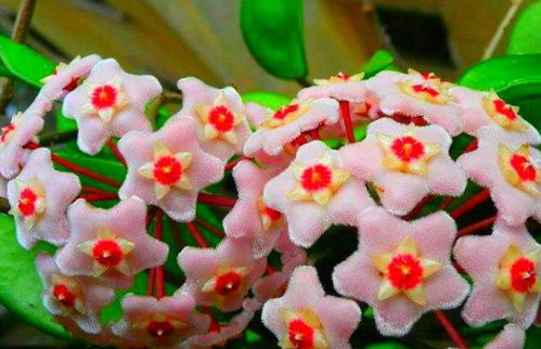球兰不开花？掌握技巧