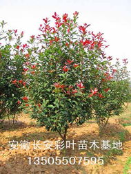 红叶石楠开花的臭味真相