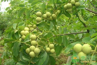 核桃树的修剪，讲究个科学