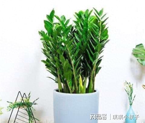 2、 金钱木与金钱橘盆栽养护秘诀