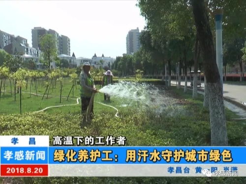 香樟：南方城市的亲儿子